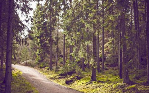 什么是躺平梗？